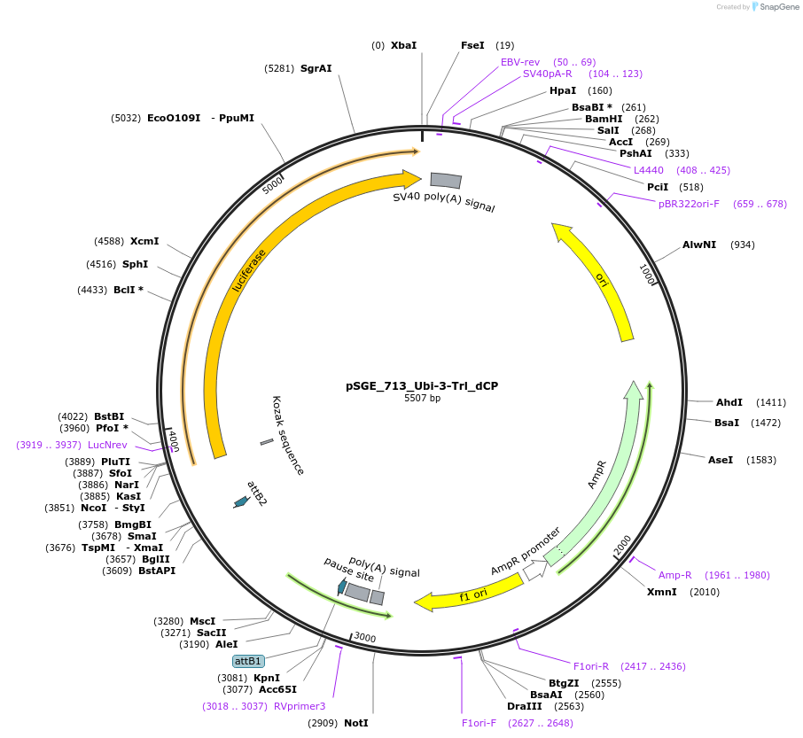 71160-plasmid-map-sequence-id-127087