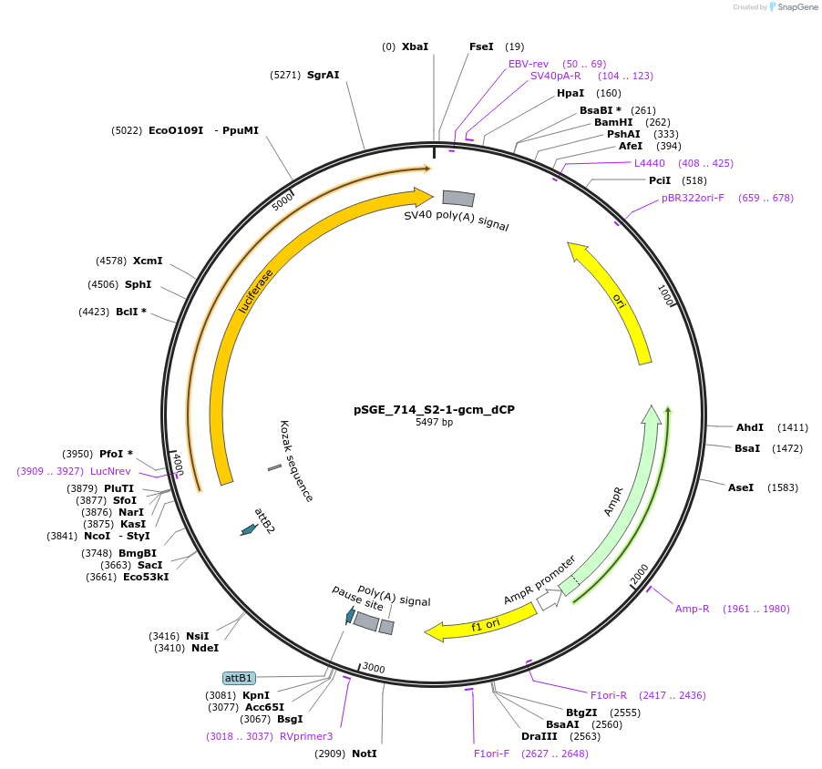 71164-plasmid-map-sequence-id-127091