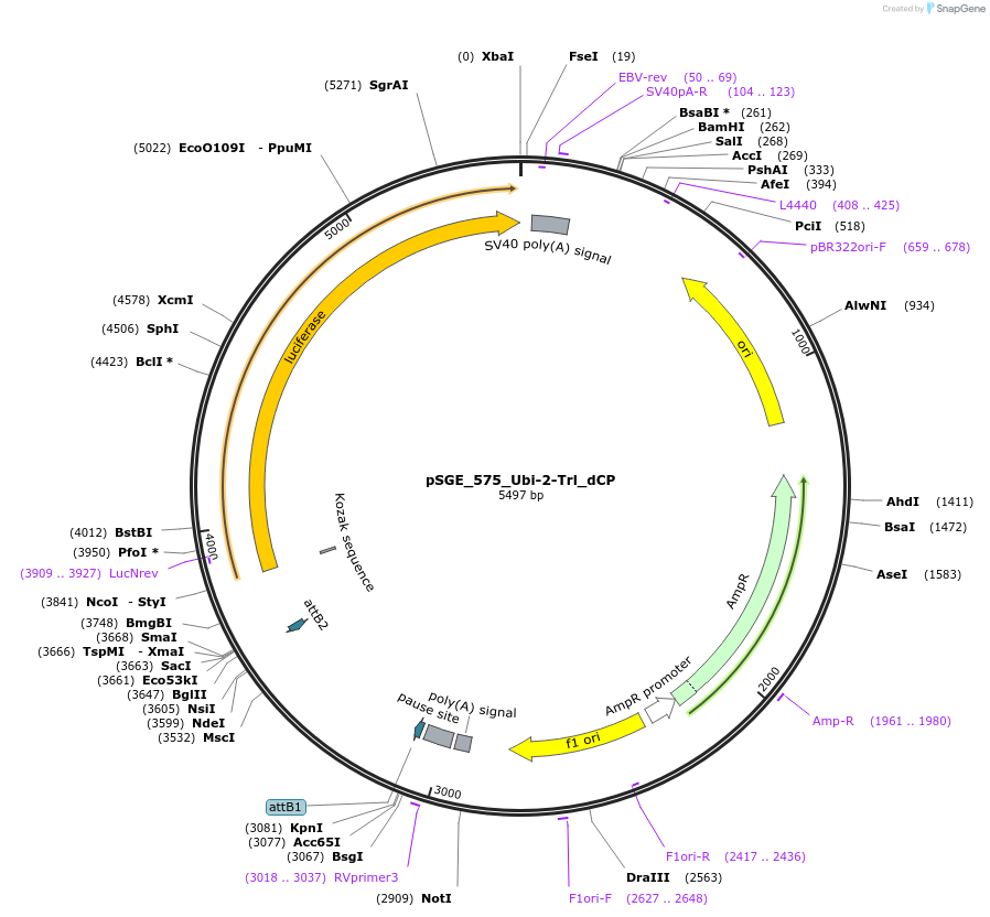 71167-plasmid-map-sequence-id-127094
