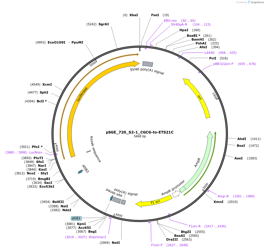 71176-plasmid-map-sequence-id-127103