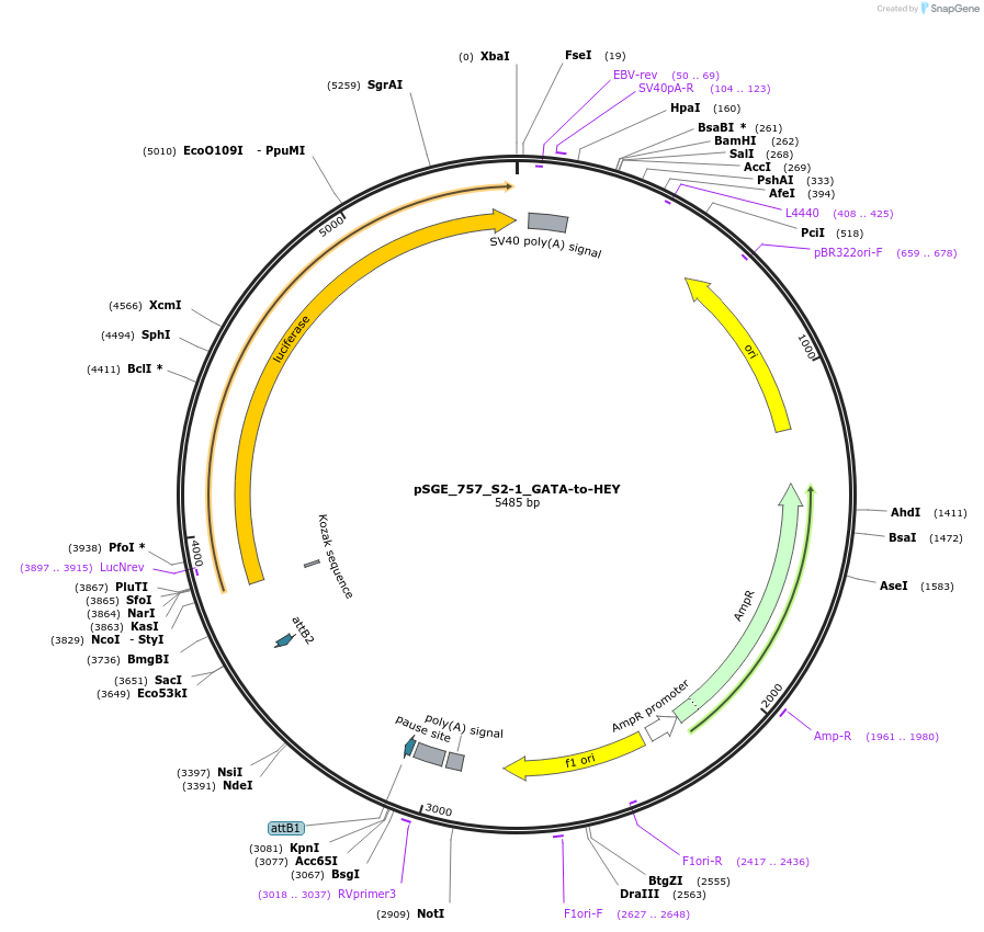 71178-plasmid-map-sequence-id-127105