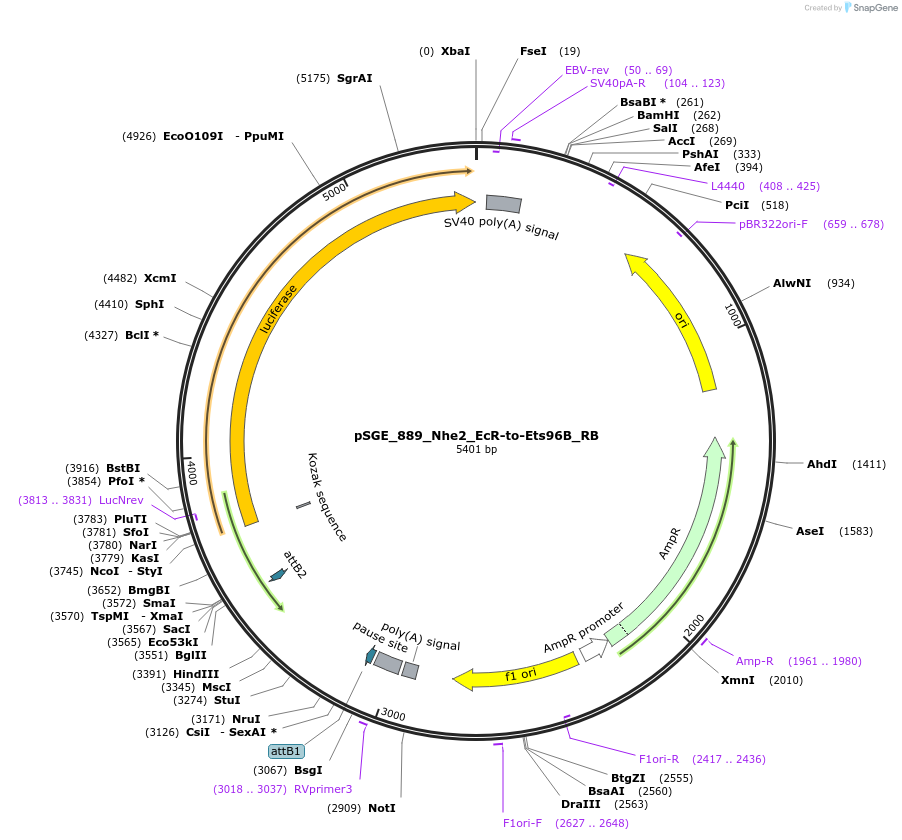 71183-plasmid-map-sequence-id-127110