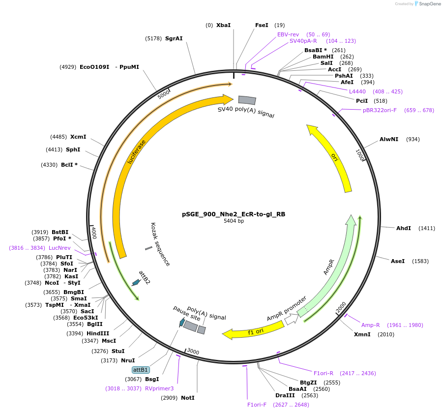 71185-plasmid-map-sequence-id-127112