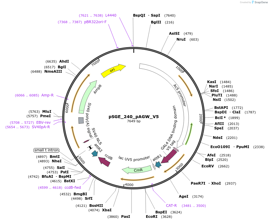71188-plasmid-map-sequence-id-127115