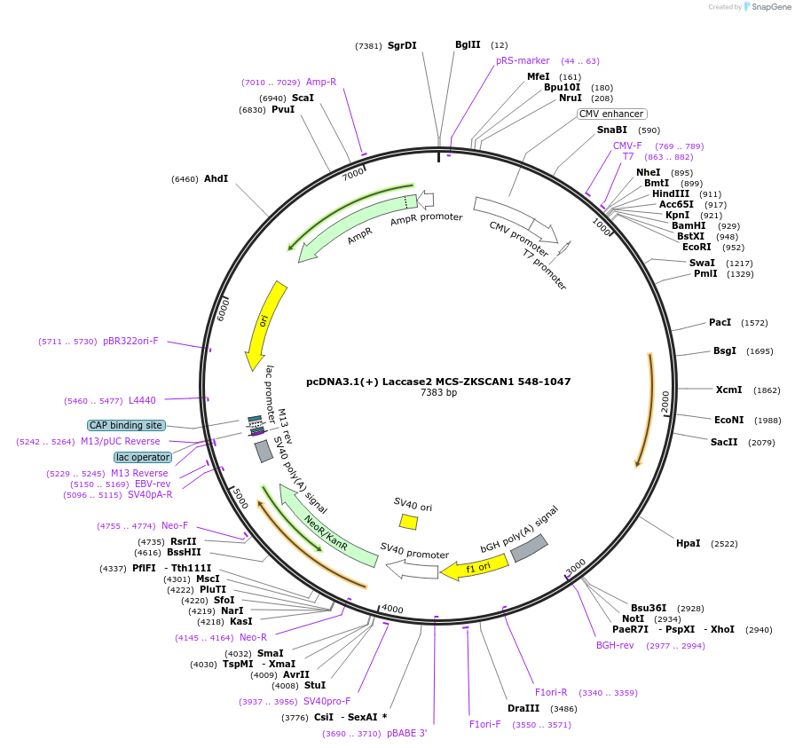69896-plasmid-map-sequence-id-127117