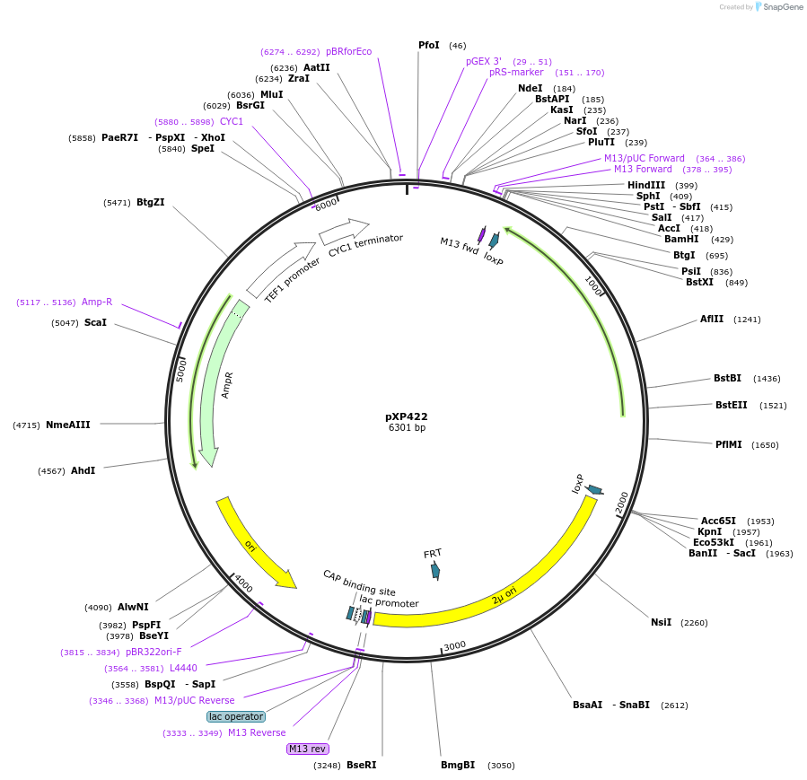 26845-plasmid-map-sequence-id-12713