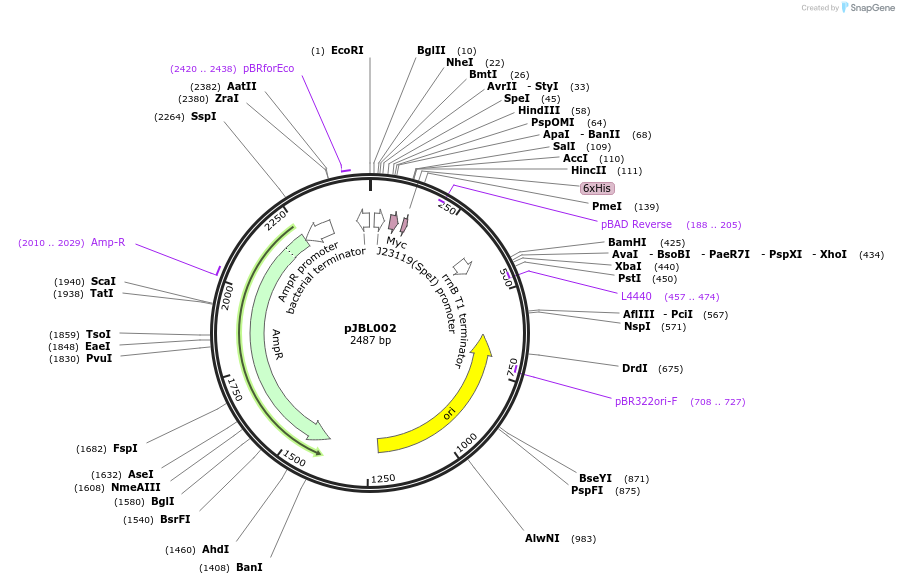 71202-plasmid-map-sequence-id-127138