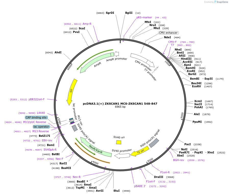 69902-plasmid-map-sequence-id-127141