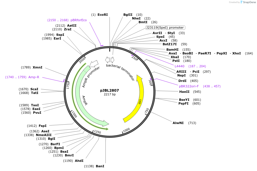 71203-plasmid-map-sequence-id-127142