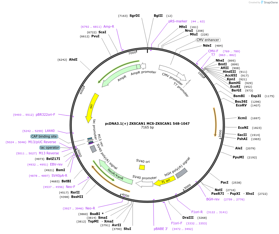 69903-plasmid-map-sequence-id-127144