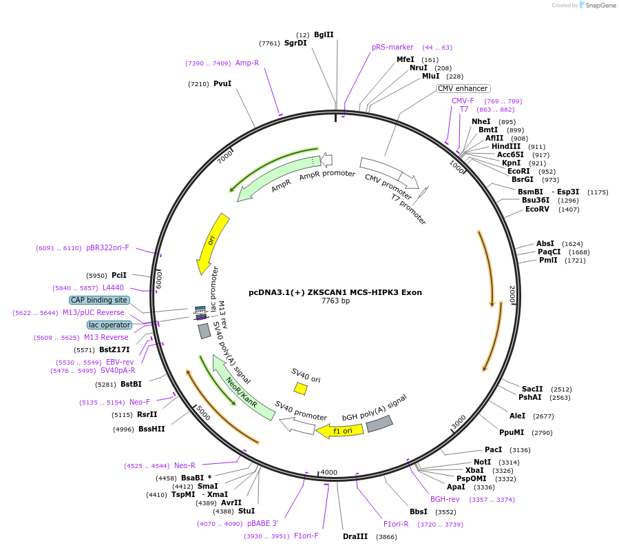 69905-plasmid-map-sequence-id-127148