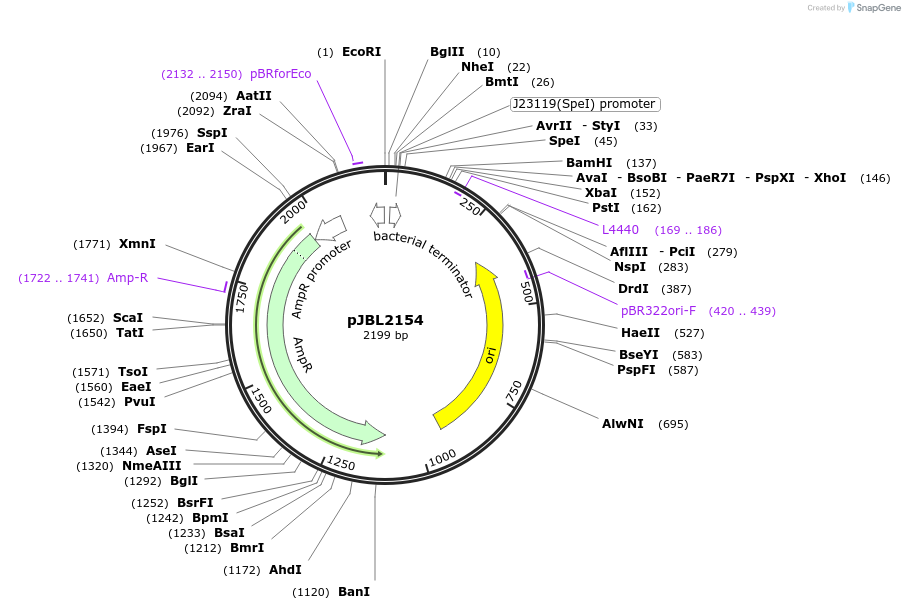 71204-plasmid-map-sequence-id-127153