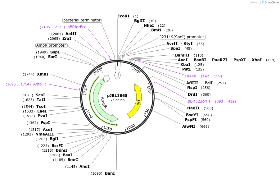 71206-plasmid-map-sequence-id-127158