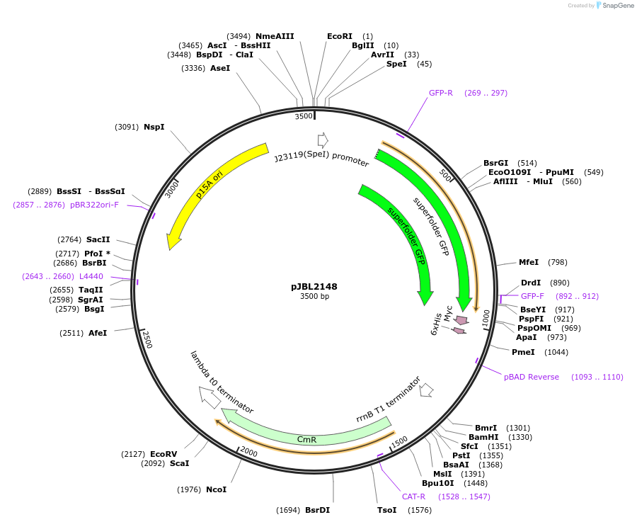 71208-plasmid-map-sequence-id-127162