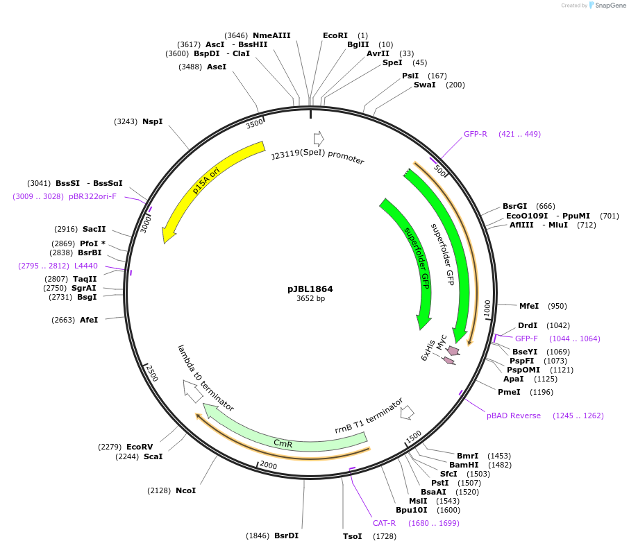 71210-plasmid-map-sequence-id-127164