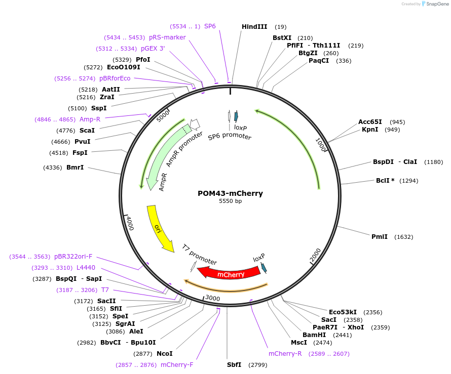69857-plasmid-map-sequence-id-127191