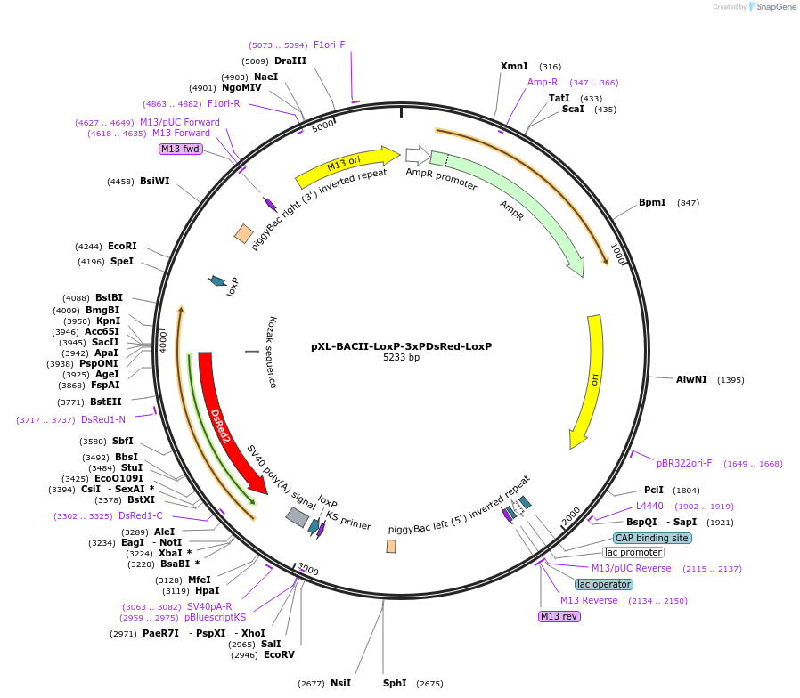 26852-plasmid-map-sequence-id-12720