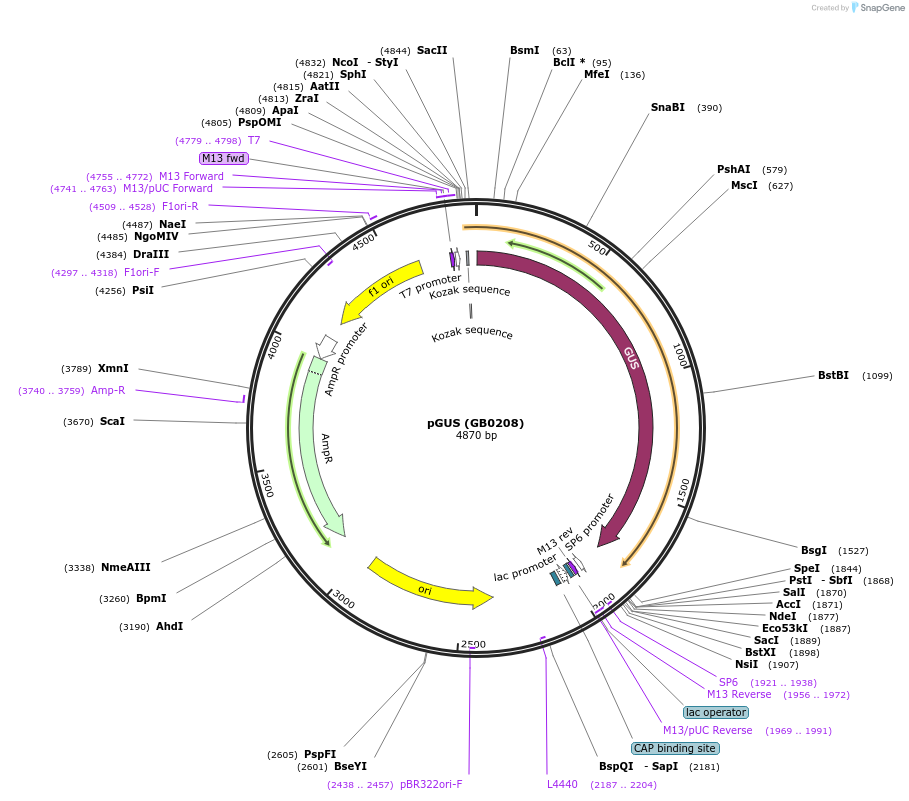 68203-plasmid-map-sequence-id-127202