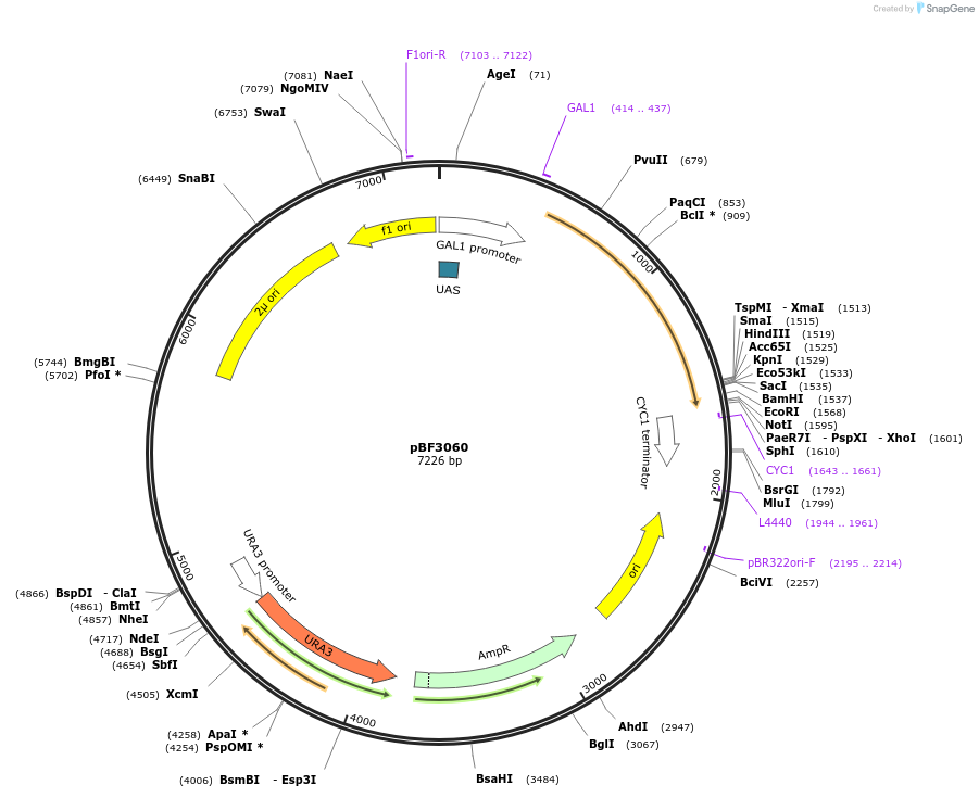 26853-plasmid-map-sequence-id-12721