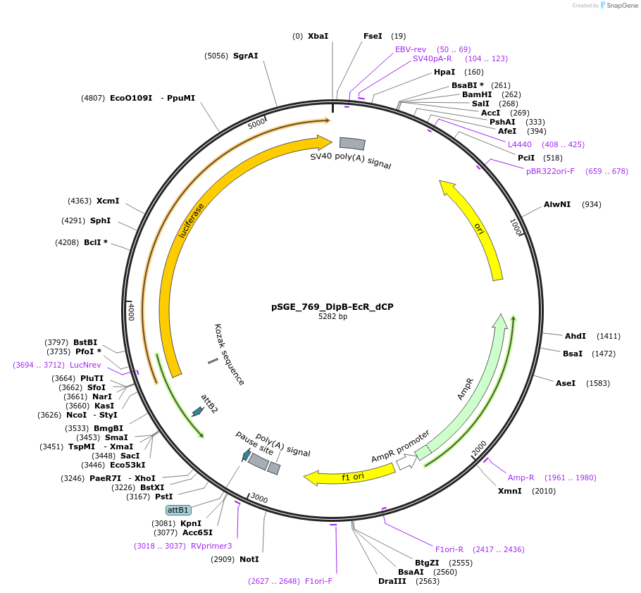 71222-plasmid-map-sequence-id-127216