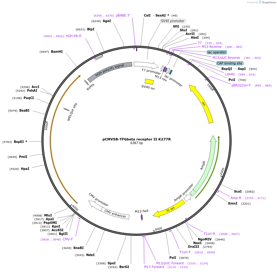 11762-plasmid-map-sequence-id-127220