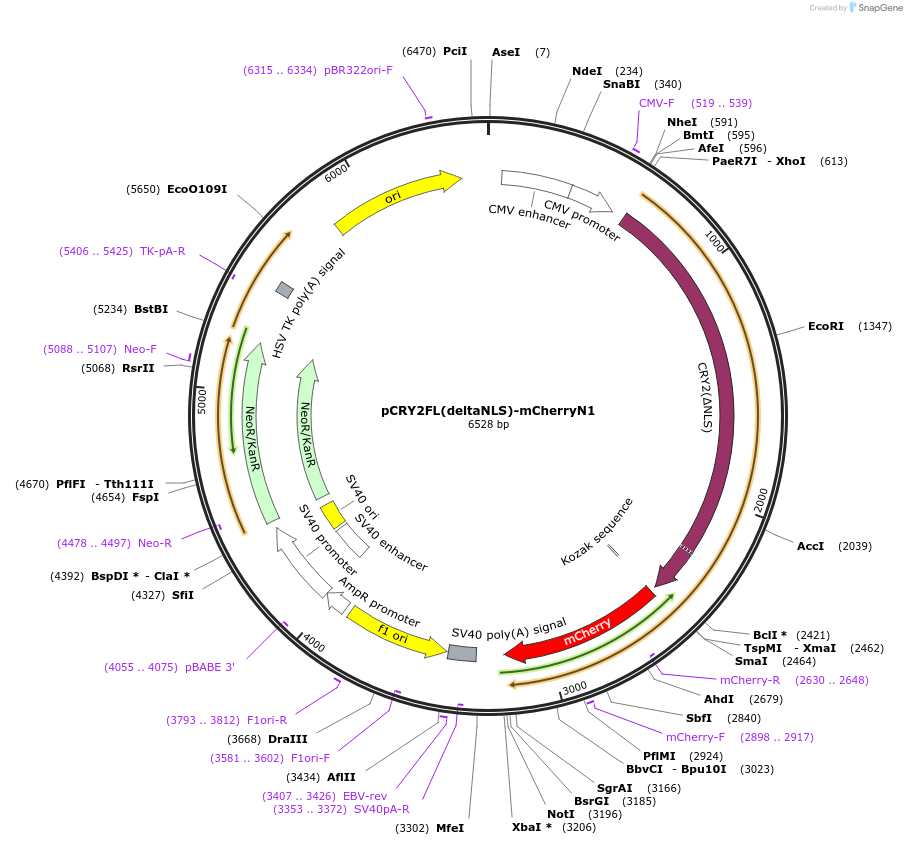 26871-plasmid-map-sequence-id-12725