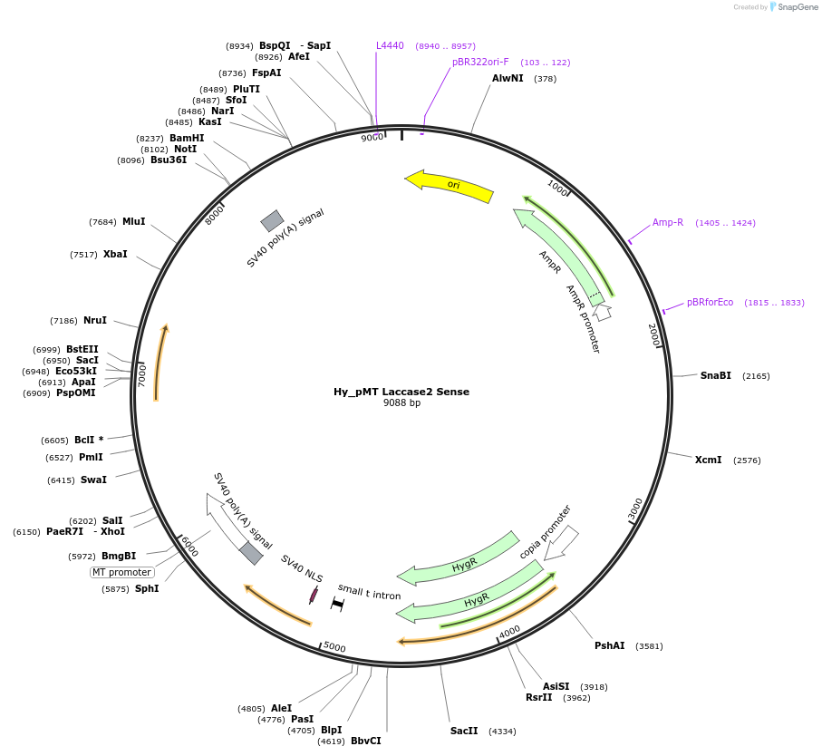 69883-plasmid-map-sequence-id-127302