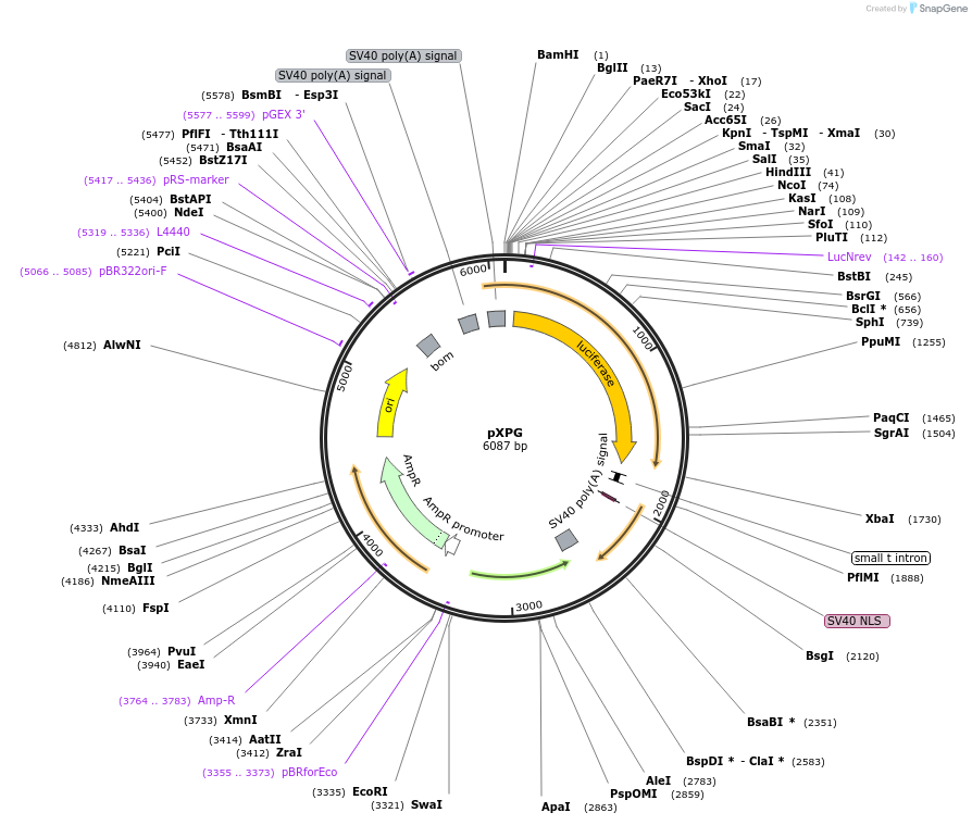 71248-plasmid-map-sequence-id-127318