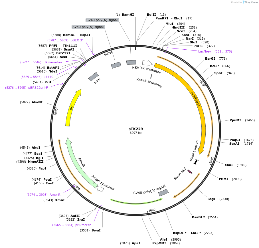 71256-plasmid-map-sequence-id-127328