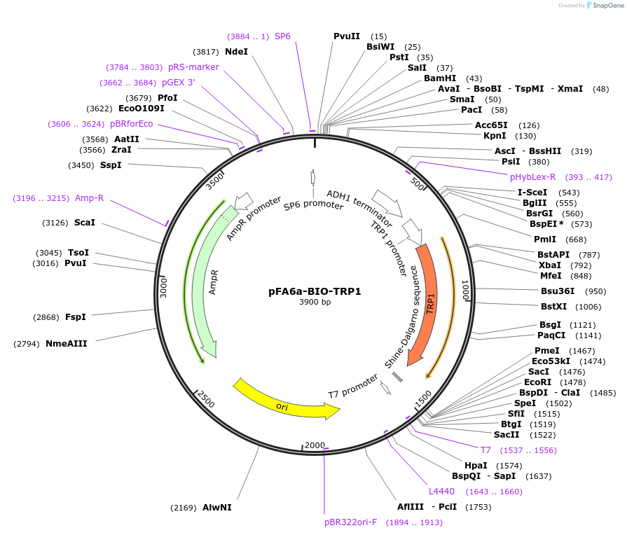 26881-plasmid-map-sequence-id-12735