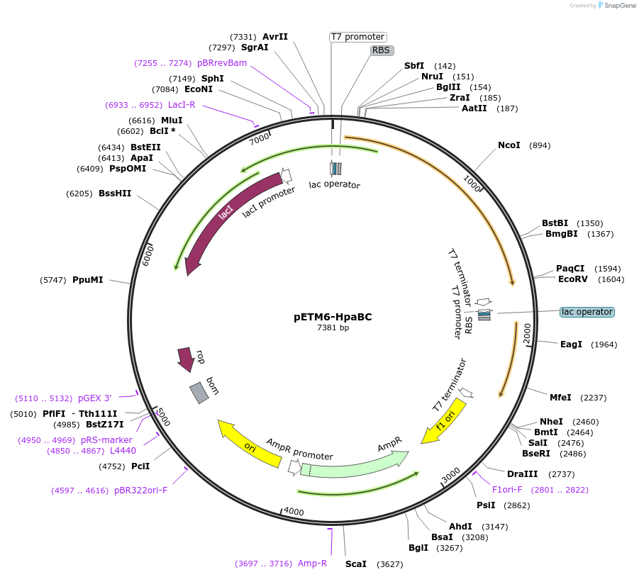 71260-plasmid-map-sequence-id-127396