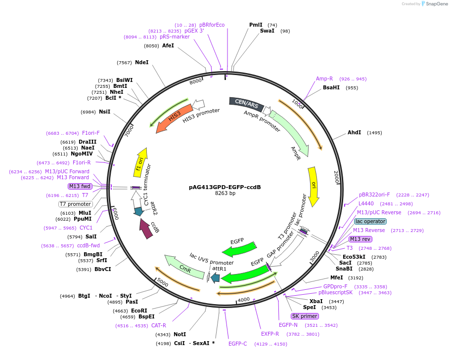 14310-plasmid-map-sequence-id-127475