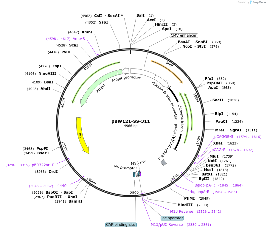 68780-plasmid-map-sequence-id-127502