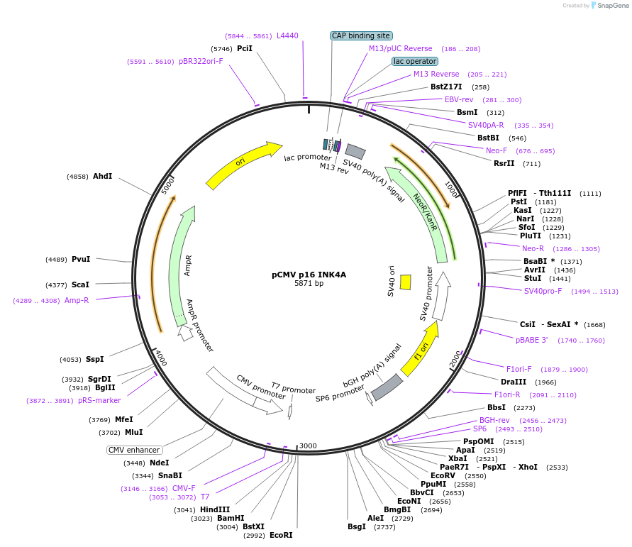 10916-plasmid-map-sequence-id-127510