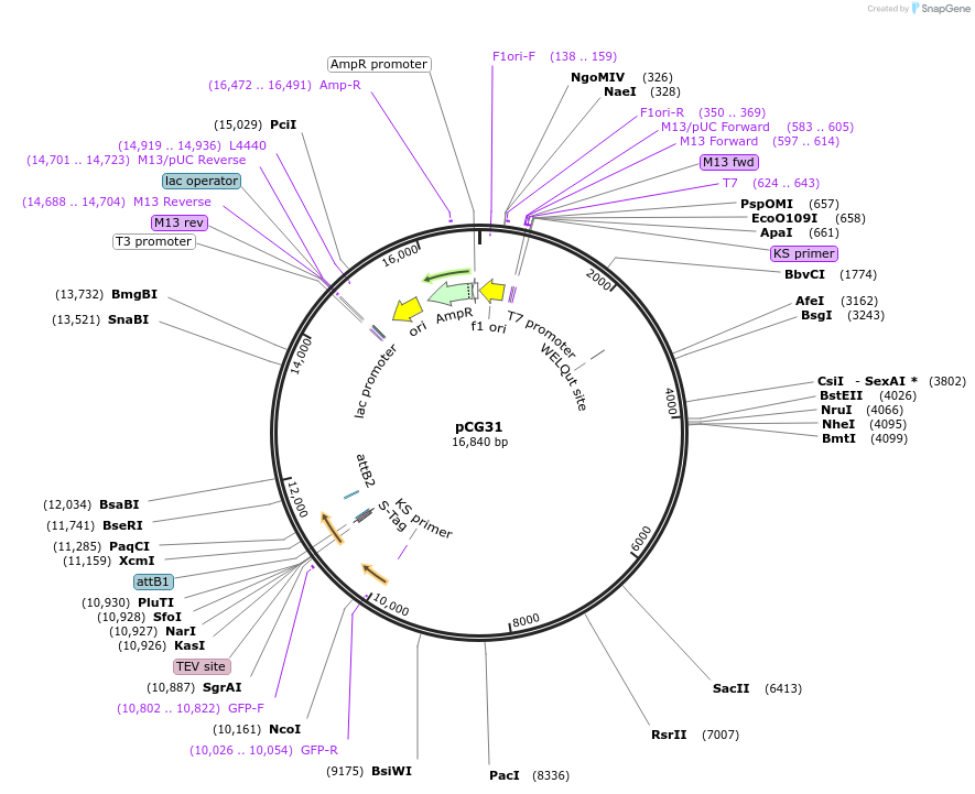 26939-plasmid-map-sequence-id-12752