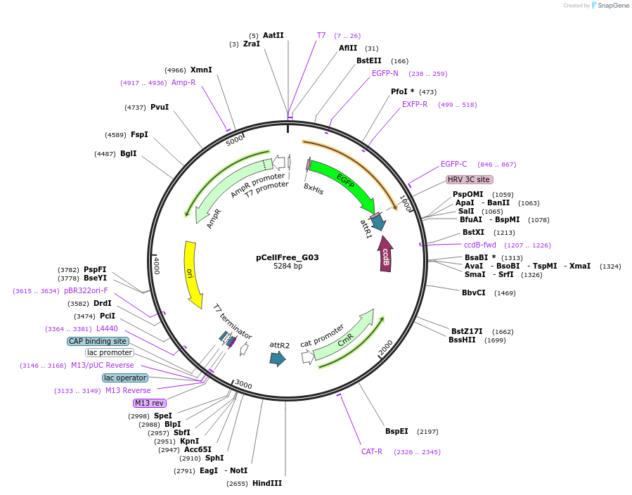 67137-plasmid-map-sequence-id-127545