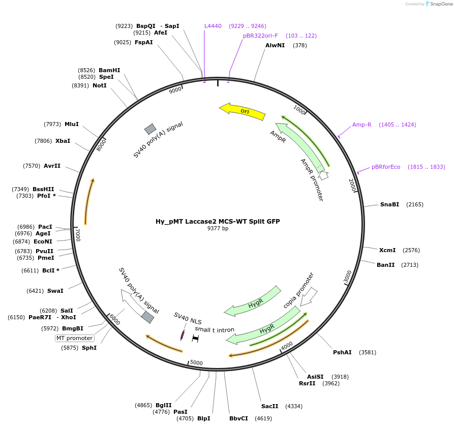 69891-plasmid-map-sequence-id-127583