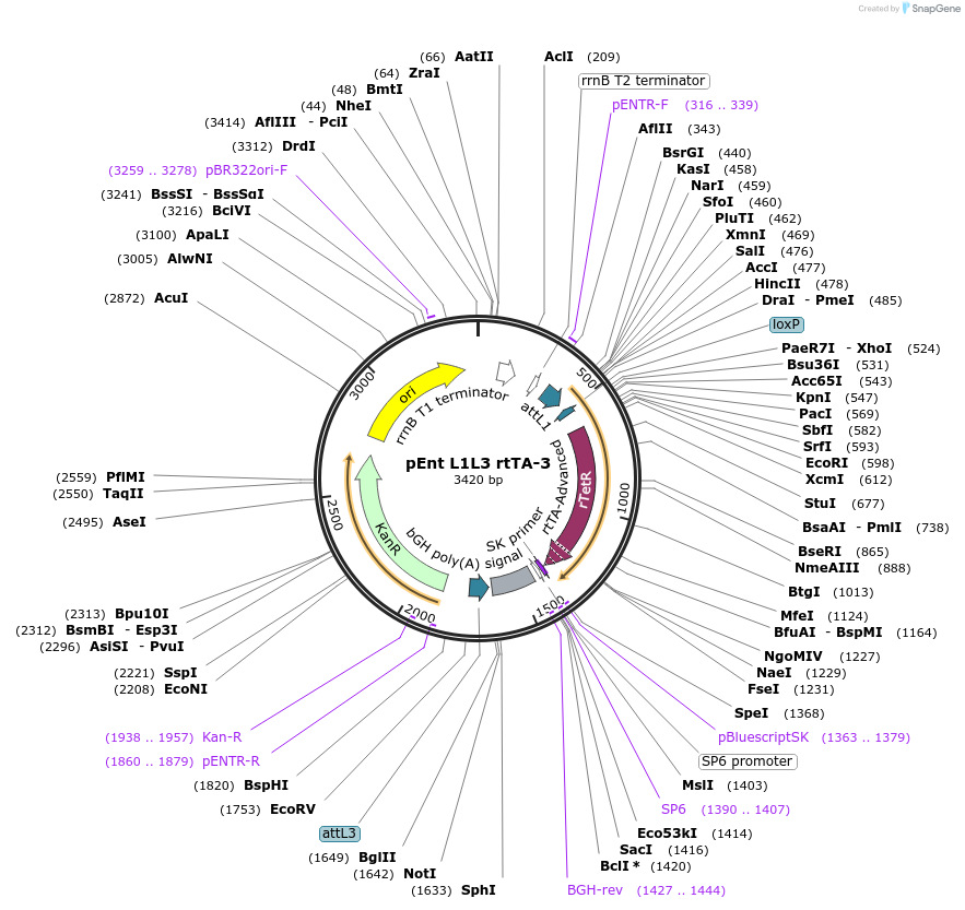 27106-plasmid-map-sequence-id-12762