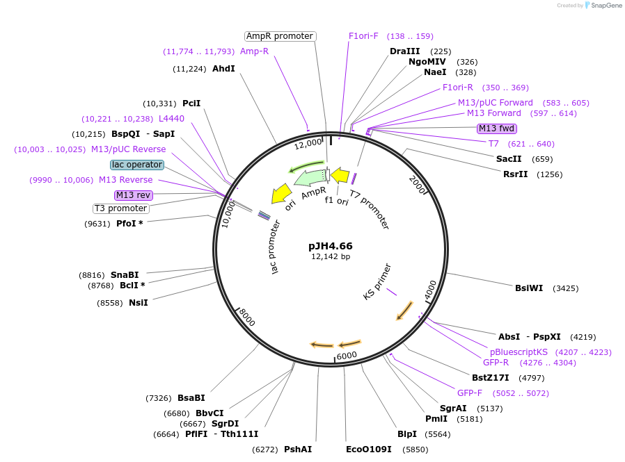 26951-plasmid-map-sequence-id-12763