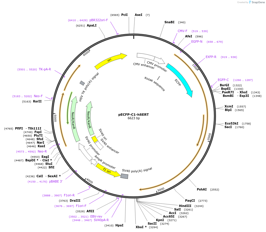 70104-plasmid-map-sequence-id-127668