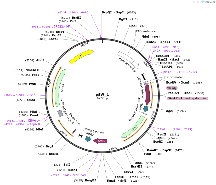 71279-plasmid-map-sequence-id-127676