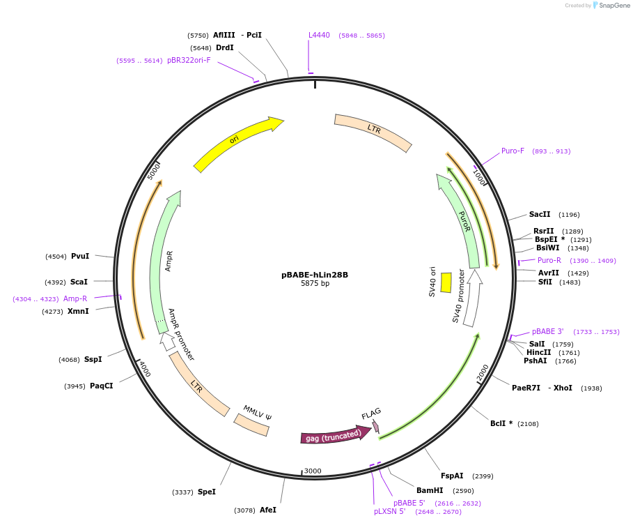 26358-plasmid-map-sequence-id-127693