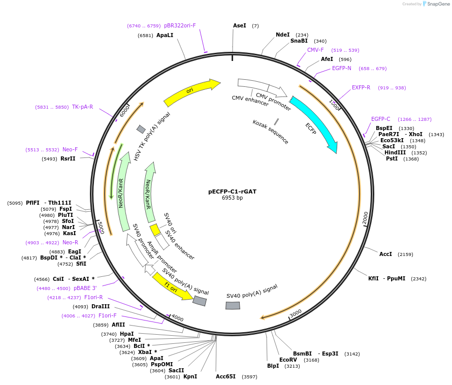 70108-plasmid-map-sequence-id-127700