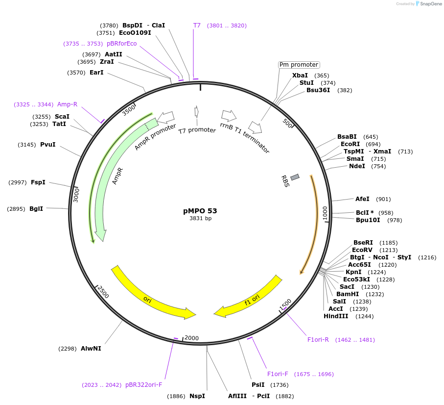 68360-plasmid-map-sequence-id-127705