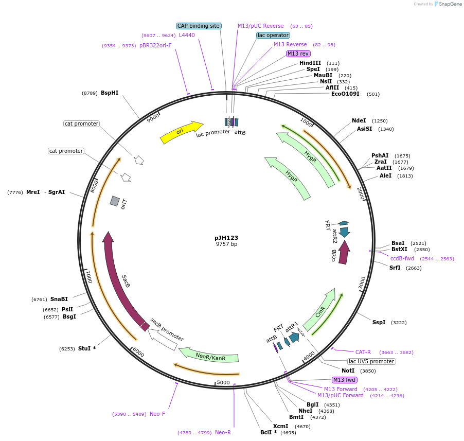 68379-plasmid-map-sequence-id-127728
