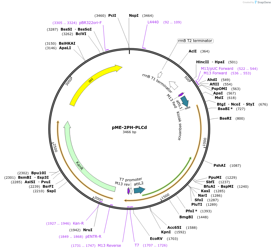71283-plasmid-map-sequence-id-127759