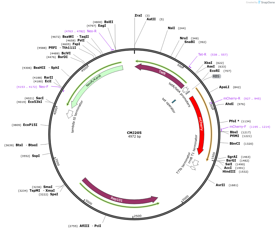 69528-plasmid-map-sequence-id-127776
