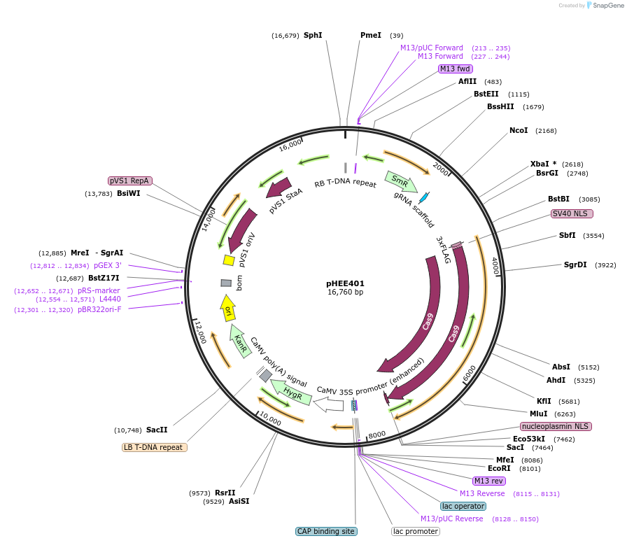 71286-plasmid-map-sequence-id-127777