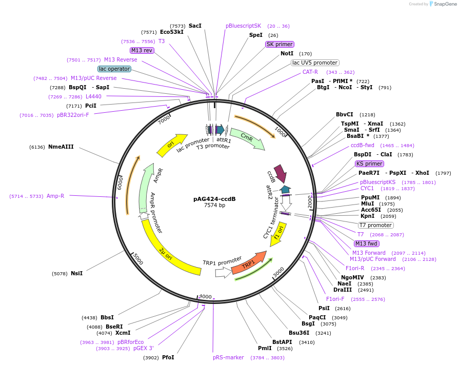 70124-plasmid-map-sequence-id-127808