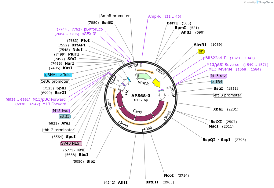 70048-plasmid-map-sequence-id-127859